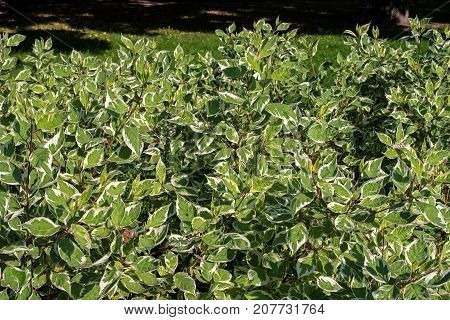The Derain bush is white. Latin name of Cornus. The second name of the plant is svidina. Refers to the family of Kizilovs -Cornaceae-.