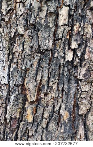 Natural texture backgrounds, oak bark texture or pattern