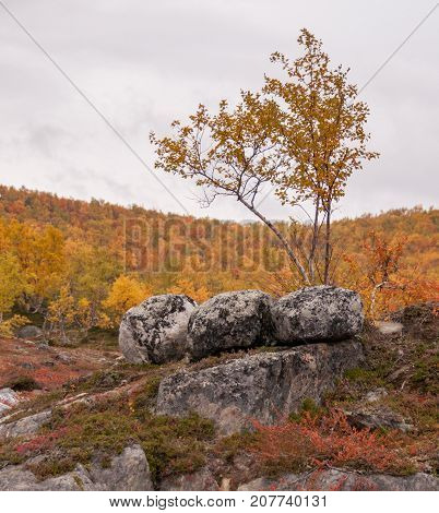 Lonely birch and three eyecatching rocks in golden autumn Lapland. Nice red and yellow backround. Good backround image
