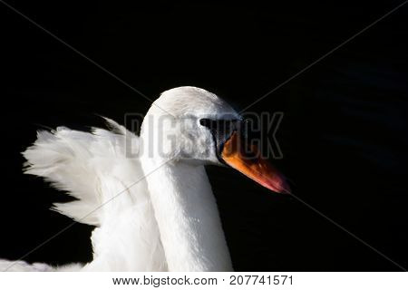 White Swan against the dark water of the lake