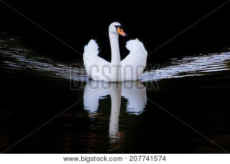 White Swan against the dark water of the lake
