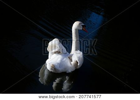 White Swan against the dark water of the lake
