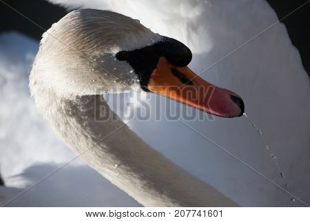 White Swan against the dark water of the lake