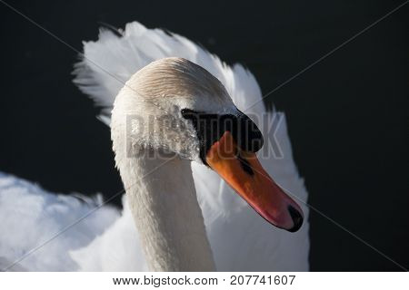 White Swan against the dark water of the lake