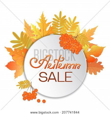 A frame from the leaves of maple, oak, mulberry, rowan and clusters of mountain ash. Advertising discount banner Autumn sale hand drawn.