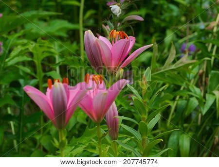 pink bright lilies in a flower bed