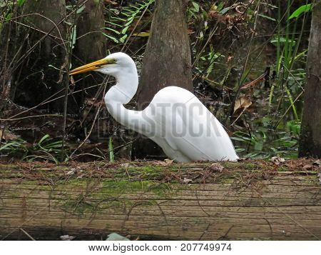 Great Egret Swallowing Food at Corkscrew Swamp Sanctuary Audubon Naples Florida