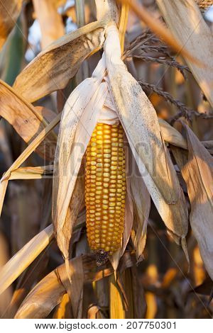 Field In The Autumn Season On Which A Close-up Photograph Of A Mature Corn Yellow,