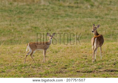 Whitetail deer (odocoilus viginianus)