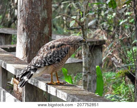 Red Shouldered Hawk at Corkscrew Swamp Sanctuary