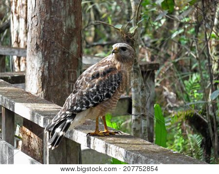 Red Shouldered Hawk at Corkscrew Swamp Sanctuary