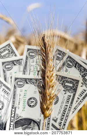 Golden Ears Of Wheat Against The Blue Sky On A Cloudy Day. Close-up Photo In Summer. Behind One Ear 