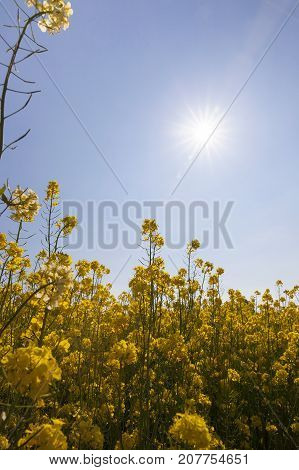 Flowering Rape In The Summer. The Bright Sun Shines On The Blue Sky