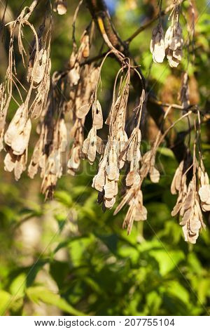Dry Foliage Of Maple, Remained Hanging On The Branches Until The Beginning Of A New Flowering. Sprin