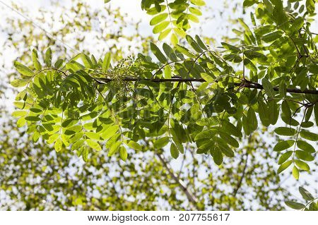 Appeared Fresh New Green Leaves Of A Mountain Ash In The Spring Season. In The Background A Blue Sky