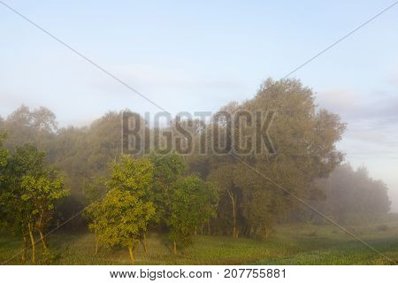 Deciduous Trees Illuminated By Weak Sun Rays During Sunrise. Landscape In The Morning In The Forest 