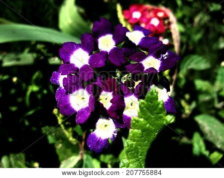 blue beautiful colorful flower verbena in garden