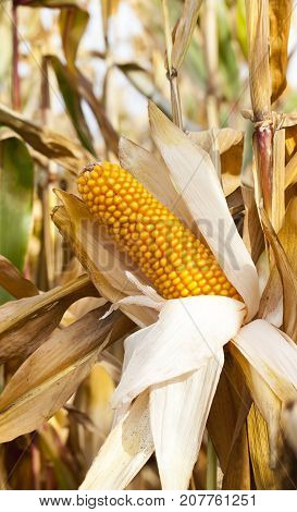 Ripe Corn Cob Of Yellow Color, Illuminated By The Sun's Rays. The Autumn Season, The Territory Of Th