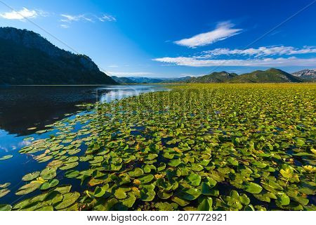 A huge field with lilies. Skadar Lake. Montenegro. Photo taken at Skadar Lake Podgorica region.