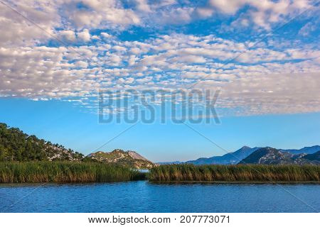 Water thickets of the Skadar Lake. Montenegro.