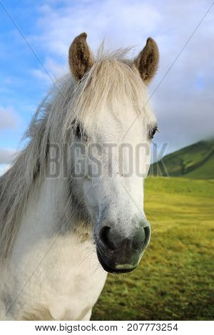 Portrait of Icelandic horse on the background of blue sky Iceland