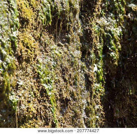 algae in a spring . In the park in nature