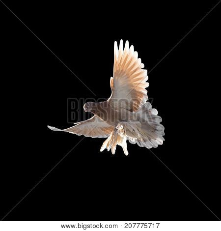 pigeon on a black background . In the park in nature