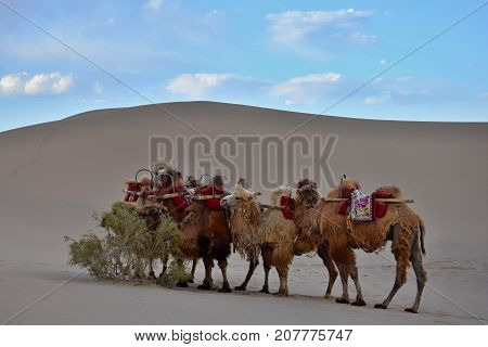 Caravan of camels takes a rest on the desert. Camels eating on the sand dunes.