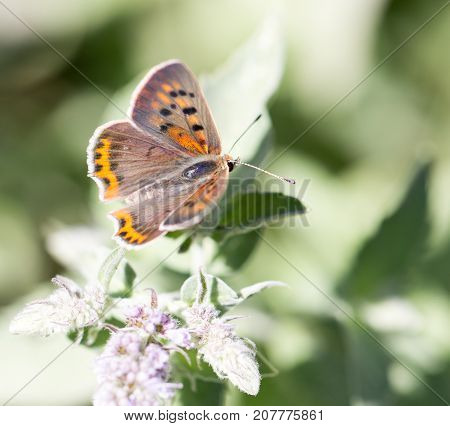 beautiful butterfly in nature . In the park in nature