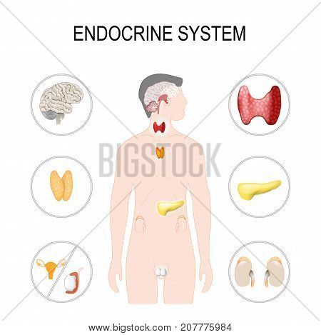 Endocrine system. Vector illustration for your design and medical use. human anatomy. silhouette of a man on white background. poster with internal organs on white background.