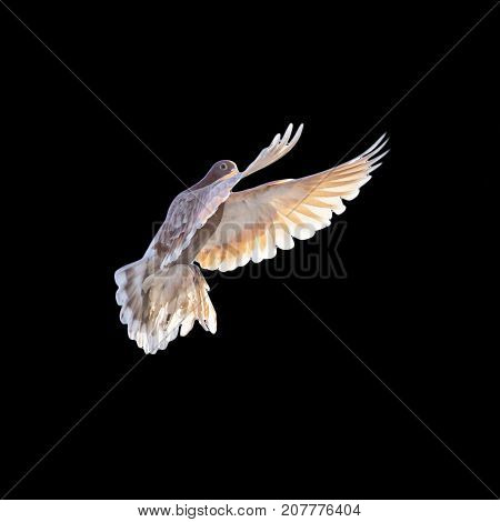pigeon on a black background . In the park in nature
