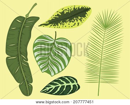 Tropical leaves summer green exotic jungle palm leaf nature plant botanical hawaii flora vector illustration. Tropic branch botany monsterafoliage.
