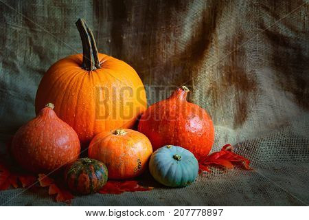 Variuos pumpkins on rustic background - Thanksgiving, Halloween And Fall Background