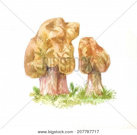 Gyromitra mushroom watercolor illustration isolated on white