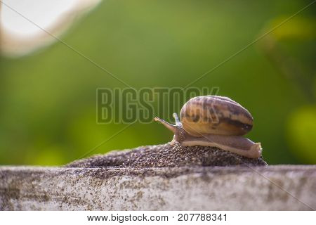 Snail on the Concrete wall in macro close-up Morning sun blurred background