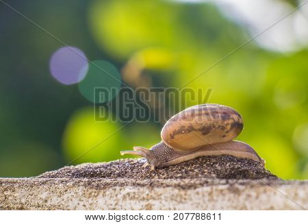 Snail on the Concrete wall in macro close-up Morning sun blurred background