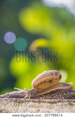 Snail on the Concrete wall in macro close-up Morning sun blurred background