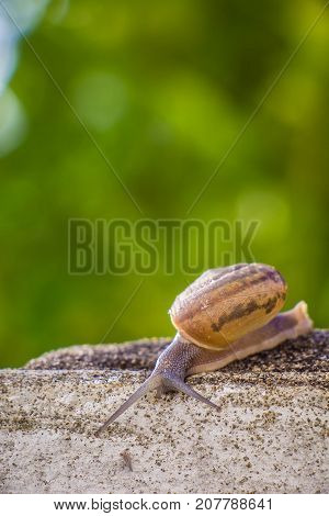 Snail on the Concrete wall in macro close-up Morning sun blurred background
