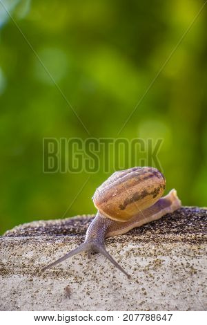 Snail on the Concrete wall in macro close-up Morning sun blurred background