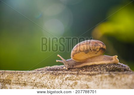 Snail on the Concrete wall in macro close-up Morning sun blurred background