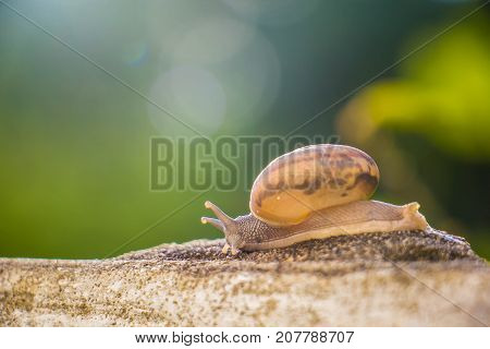 Snail on the Concrete wall in macro close-up Morning sun blurred background