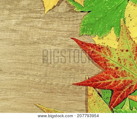 Autumn leaves and big green laef over wooden background