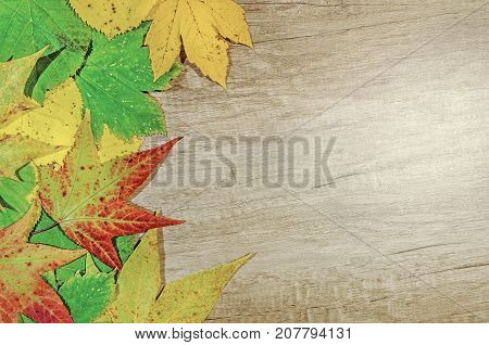 Autumn leaves and big green laef over wooden background