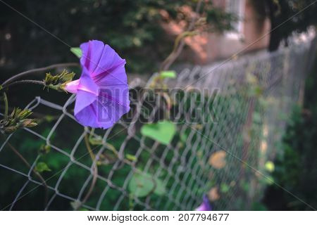 Summer flowers - petunias on a blurred background