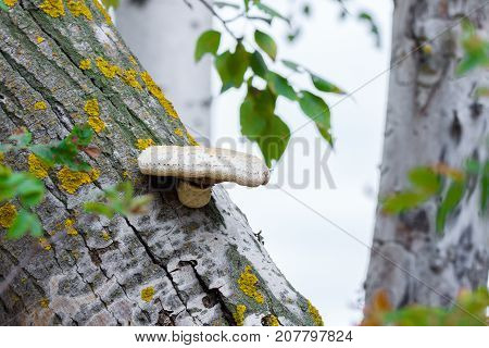 Fungus on a broken tree forest nature