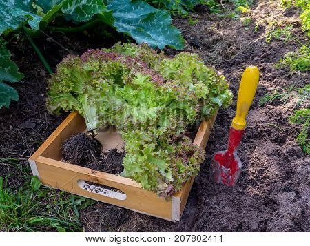 Purple coral lettuce salad heads with roots in the wooden box. Lollo rosso salad harvesting in the organic garden.