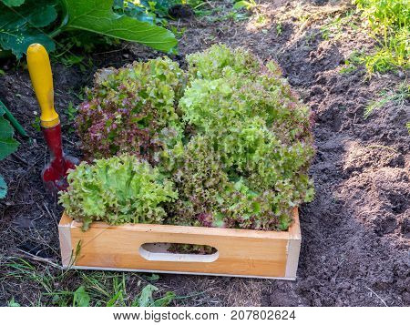 Harvesting Lollo rosso lettuce salad in the organic sunny vegetable garden. Purple coral lettuce salad heads in the wooden box.