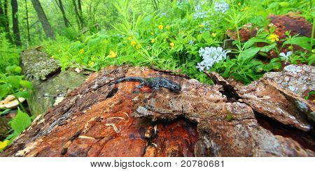 Niebieski zauważył Salamandra (Ambystoma bocznej cześci budynku)