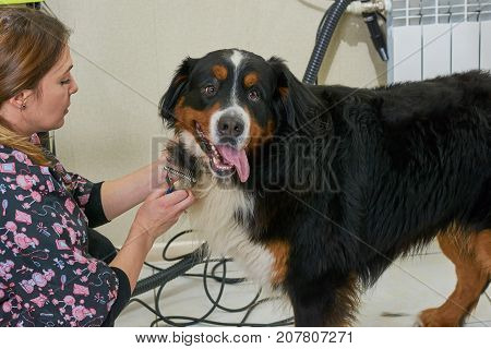 Bernese mountain dog being groomed. Dog groomer with deshedding tool.