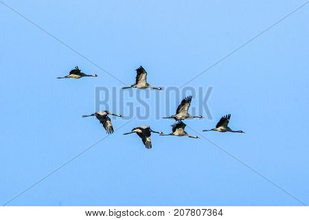 Flock Of Cranes Flying In The Air